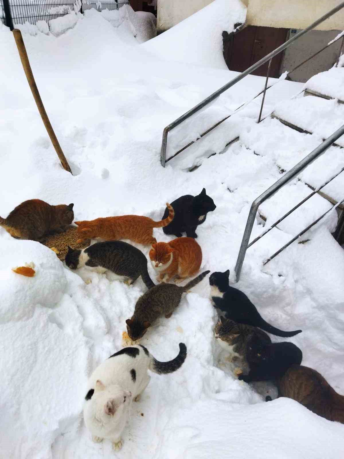 Kedilerin karda yürümeye çalıştığı anlar renkli görüntüler oluşturdu