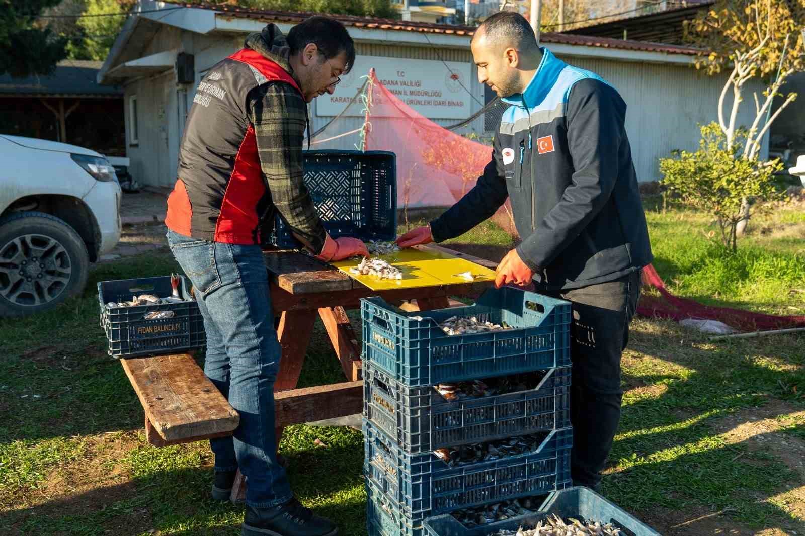 Adana’da 4 günde 128 bin balon balığı toplandı