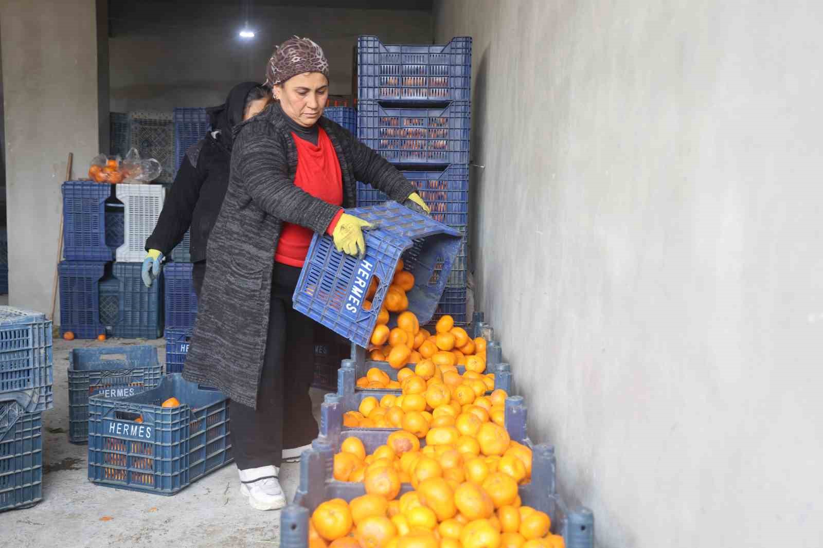 Çiftçinin dalından bedavaya vermeye razı olduğu mandalina bahçelerinde toprak turuncuya döndü