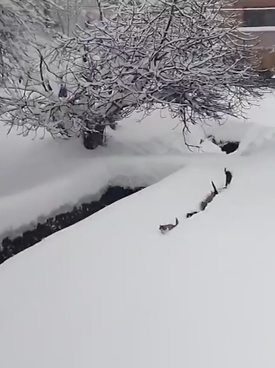 Kedilerin karda yürümeye çalıştığı anlar renkli görüntüler oluşturdu