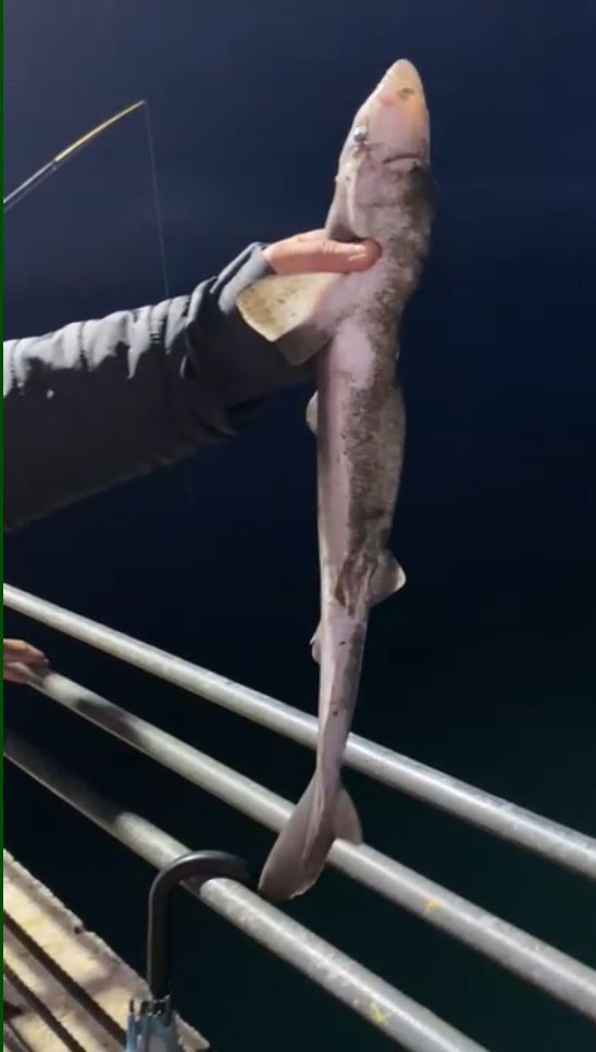 Köpekbalıkları Karadeniz’de ağlardan sonra balıkçıların oltalarına da takılmaya başladı