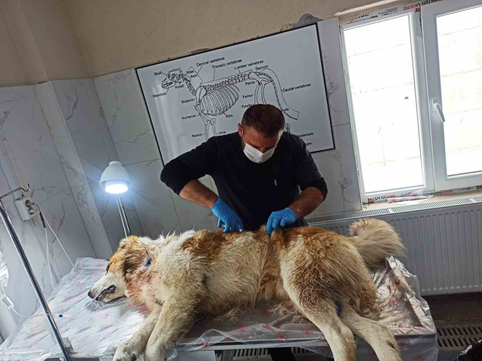 Kurdun saldırısına uğrayan köpek yaralandı