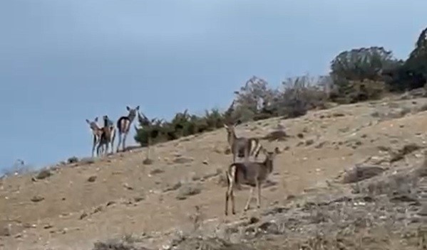 Mihalıççık’ta kaçışan 10 geyik böyle görüntülendi