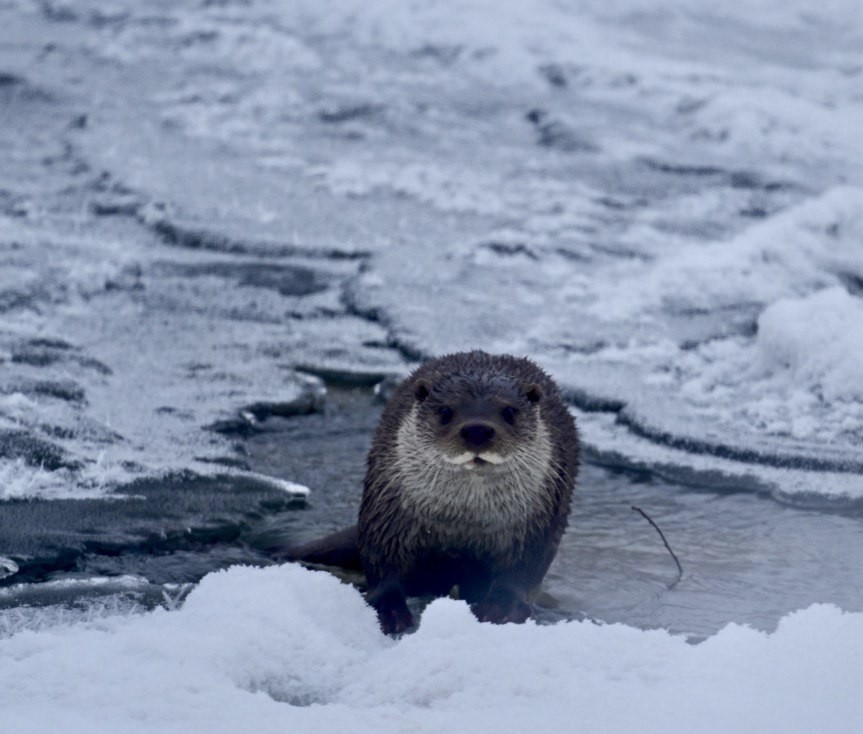 Muş’ta buz tutan Karasu Nehri’nde su samuru görüntülendi