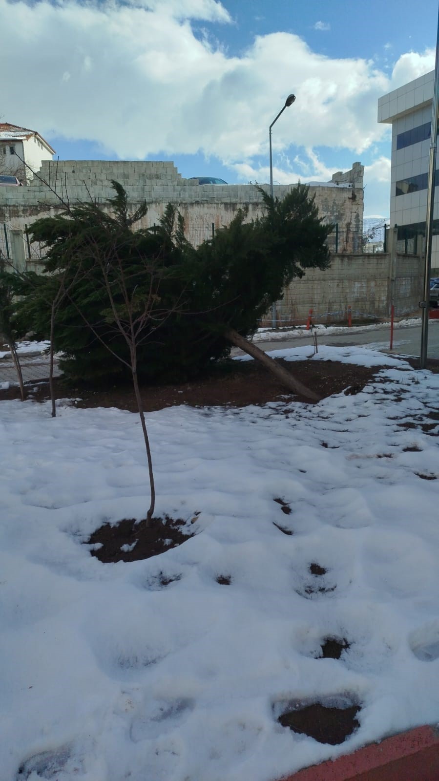 Şiddetli rüzgar hastane bahçesindeki çam ağacını devirdi