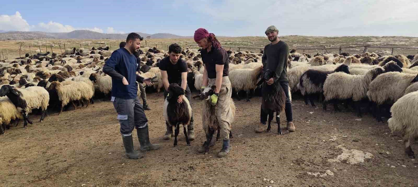 Şırnak’ta hayvancılığa 2025’te güçlü dokunuş