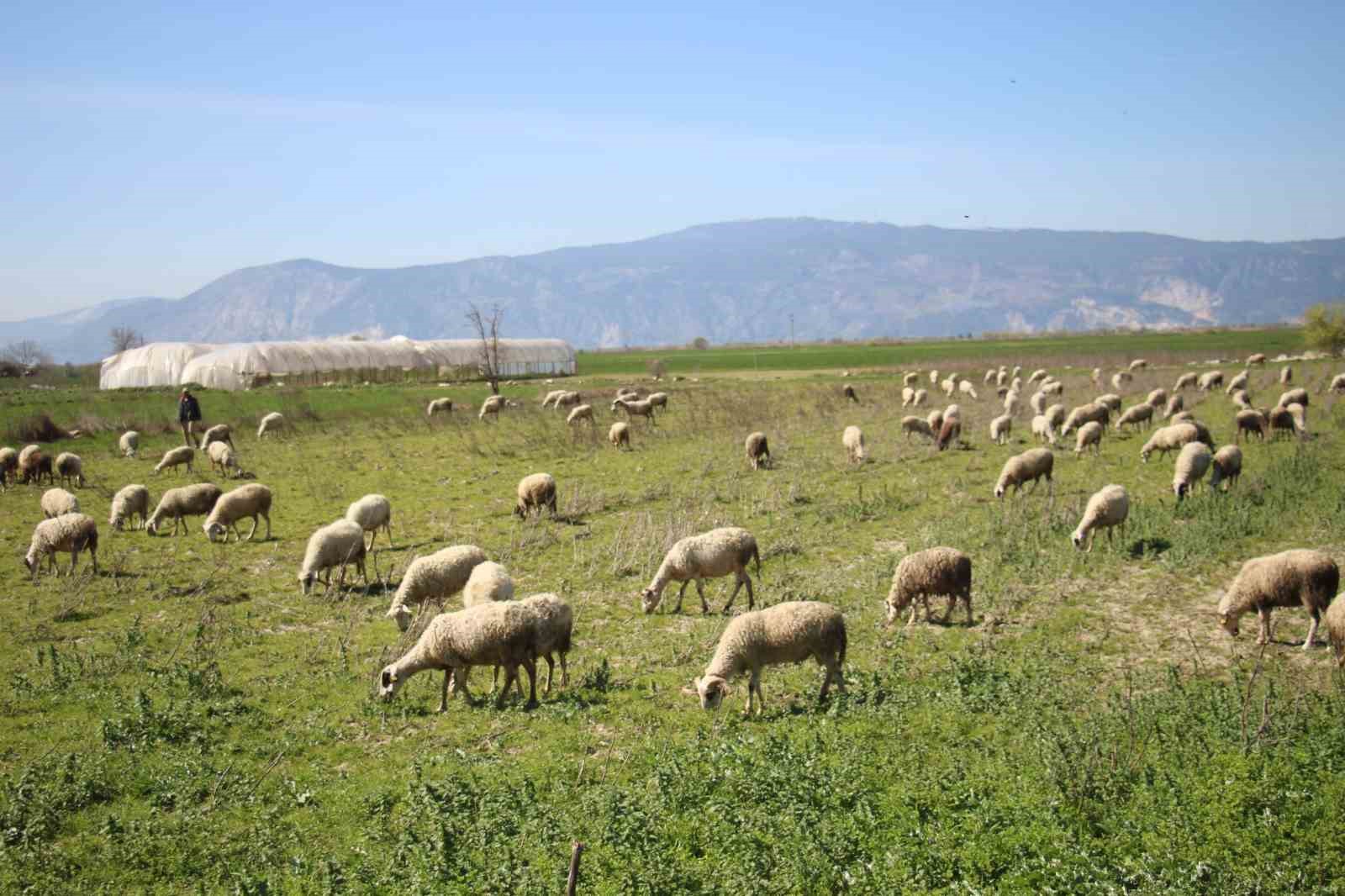 Söke’de yetiştiricilere destekleme icmali uyarısı