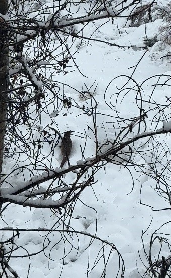 Tunceli’de beyaz örtü üzerinde nadir anlar: Nesli tehlike altındaki su samuru kamerada