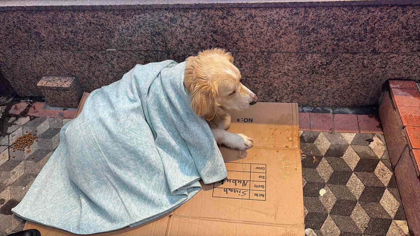 Üşüyen köpeğe yeni aldığı yorganı örten esnaf yürekleri ısıttı